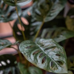 Emerald Künstliche Monstera...