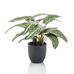 Emerald Künstliche Maranta...