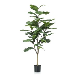 Emerald Geigenfeige Ficus...