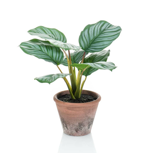 Künstliche Maranta Calathea Orbifolia Terra 32 cm Topf