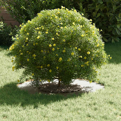 geeignet für flache Baumringe 5 Stk. Weiß Ø30/60 cm Stahl