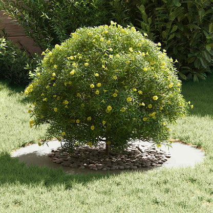 geeignet für flache Baumringe 5 Stk. Weiß Ø50/80 cm Stahl