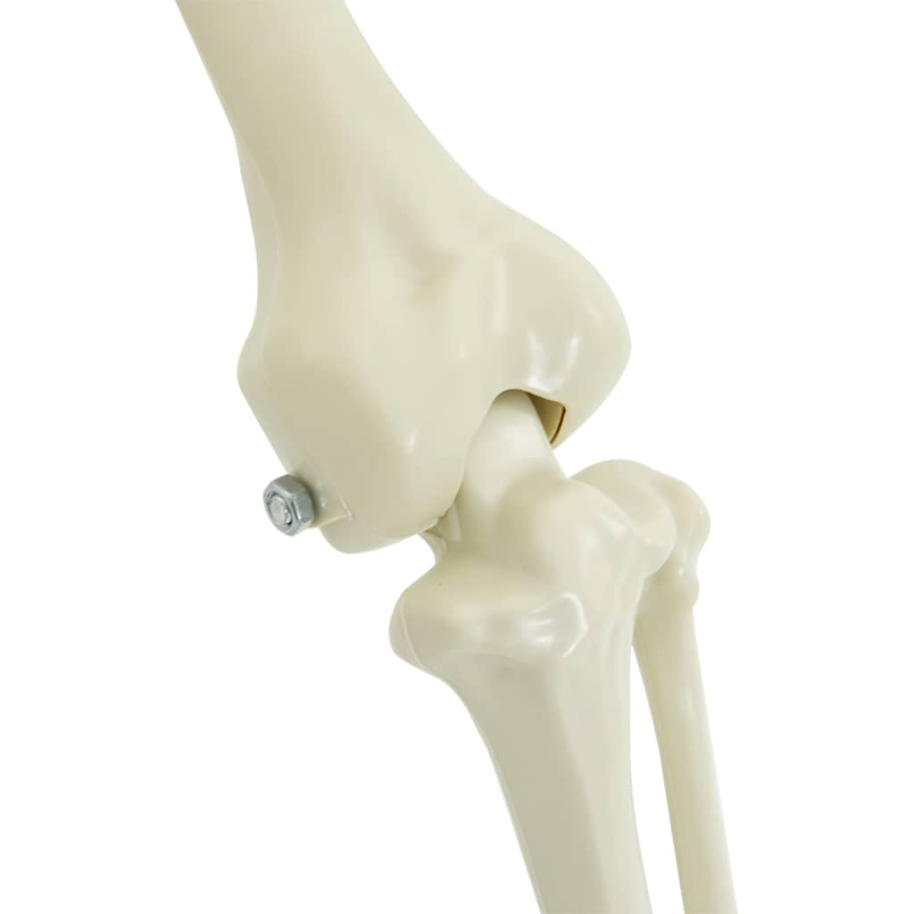 Halloween Dekoskelett 2 pcs Weiß Polypropylen