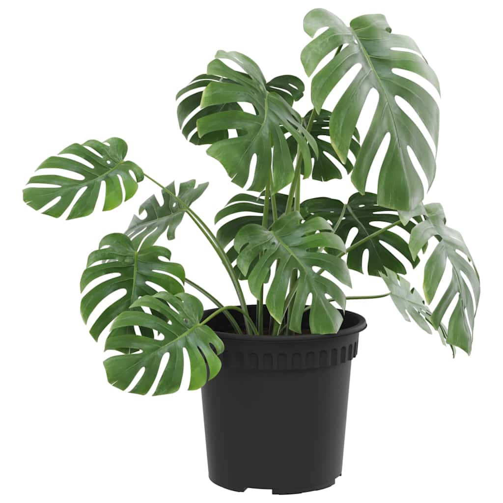 Runder Blumentopf 24 Stk. Schwarz Ø 15 x 12 cm Kunststoff