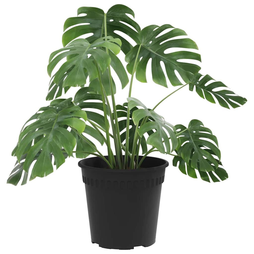Runder Blumentopf 24 Stk. Schwarz Ø 17 x 14 cm Kunststoff