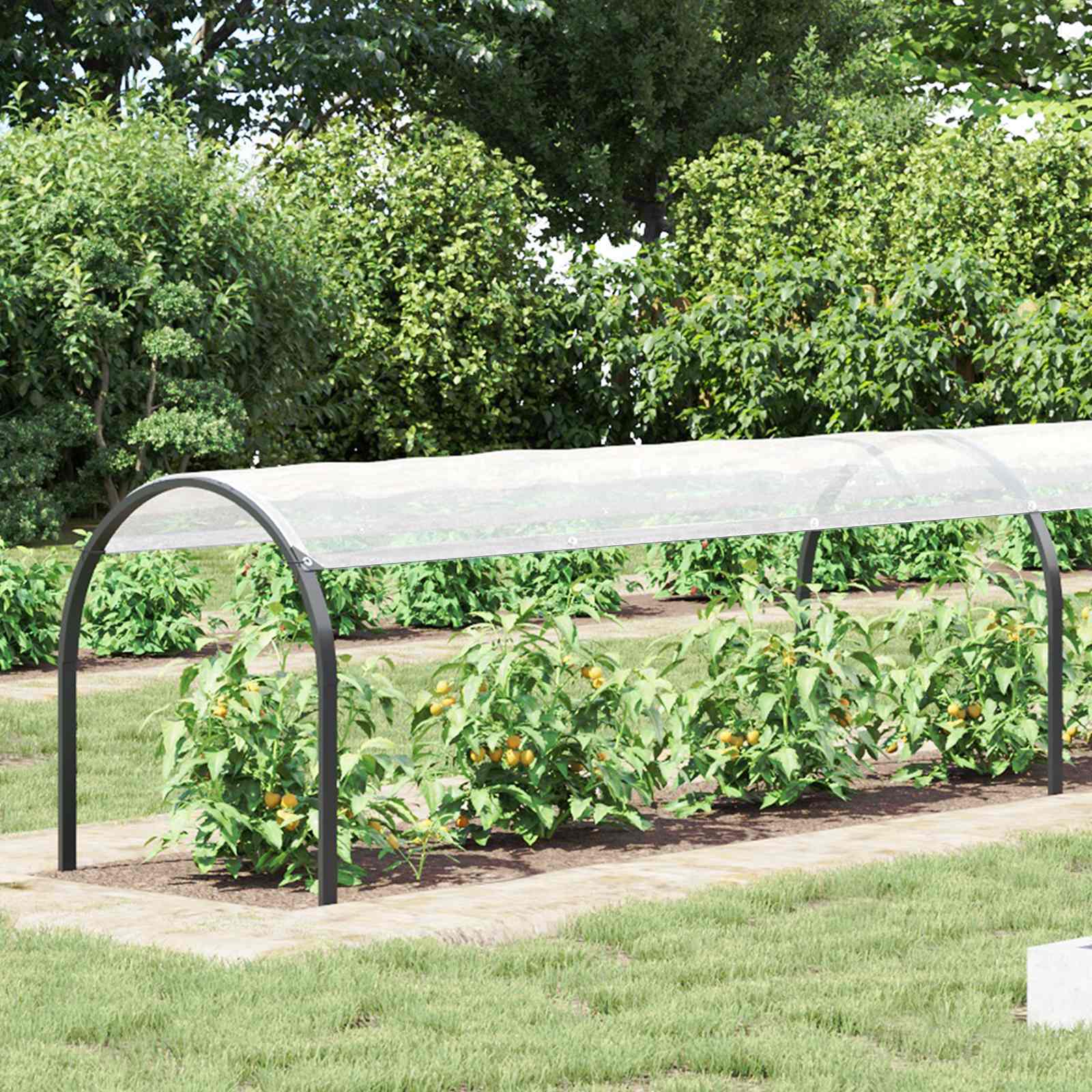 Pflanzenabdeckung Transparent 1 x 12 m PE